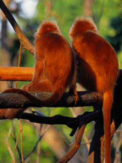 Funny Screensavers 0104